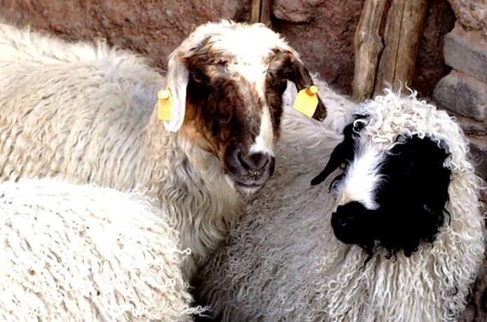 屏幕截圖 2024-11-11 113434.jpg 屏幕截圖 2024-11-11 113434.jpg